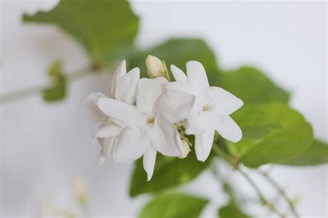 種茉莉花|茉莉花 (マツリカ)の育て方！植え替えや剪定方法・増。